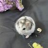 powderpuff_the_hamster