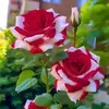 md.evan52