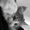 tyeuchiladadoi__