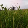gledmotoalpha