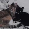 CATBUNS