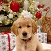 cutiexoxodogs