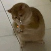 chubby_cat_peera