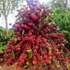 thanghekhoc3292