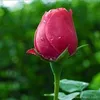 user8423027477187