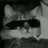 gato_fumante_de_oculos