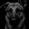 k9_step_brothers