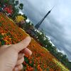 nopi_candra