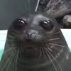 the_seal335