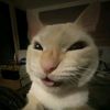 regis_zfh
