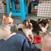 .pet.care5