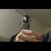 mlliu5_