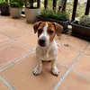 paparajote48