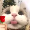 ashyboky