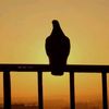 abdulll929