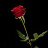 arief085643