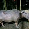 rudi.jagal