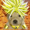 elperritobroly