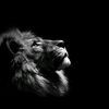 sher_ali_k
