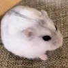 sebi._.014