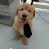 wawa.the.golden