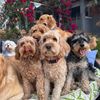 cavoodle.pups