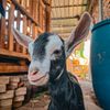 dadung.kambing