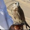 fahad44538