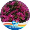 vinh.ng029