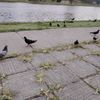 adibah_0207
