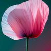 🌺ẶㄚŞℰ💗
