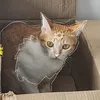 gaeun_cat