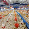 Ayam broiler