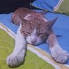 lulu84906