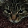 hjjdhcatlover