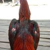 .tidaktahusiapa