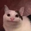 pisketik_pro228