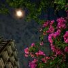 fulmoti_794