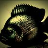 abimanyu_564