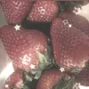 truskawka.orginall