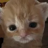 dungtommy3