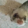 adaizorro