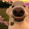 lorsogg