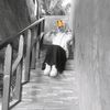 incut_