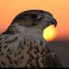 7assan_43