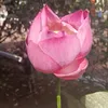 thaomyxinhgai81