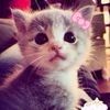 _sylaaa3