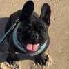 lilothefrenchie23