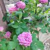 kr.papatyasi5