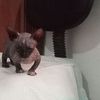 debby.maramis